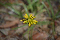 Tetragonotheca repanda