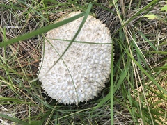 Calvatia sculpta