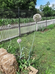 Allium porrum