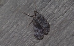 Eudonia lacustrata