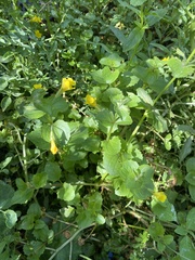 Erythranthe michiganensis