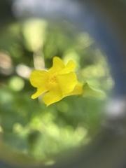 Erythranthe michiganensis