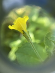 Erythranthe michiganensis