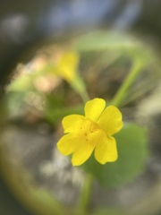 Erythranthe michiganensis