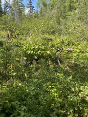 Erythranthe michiganensis