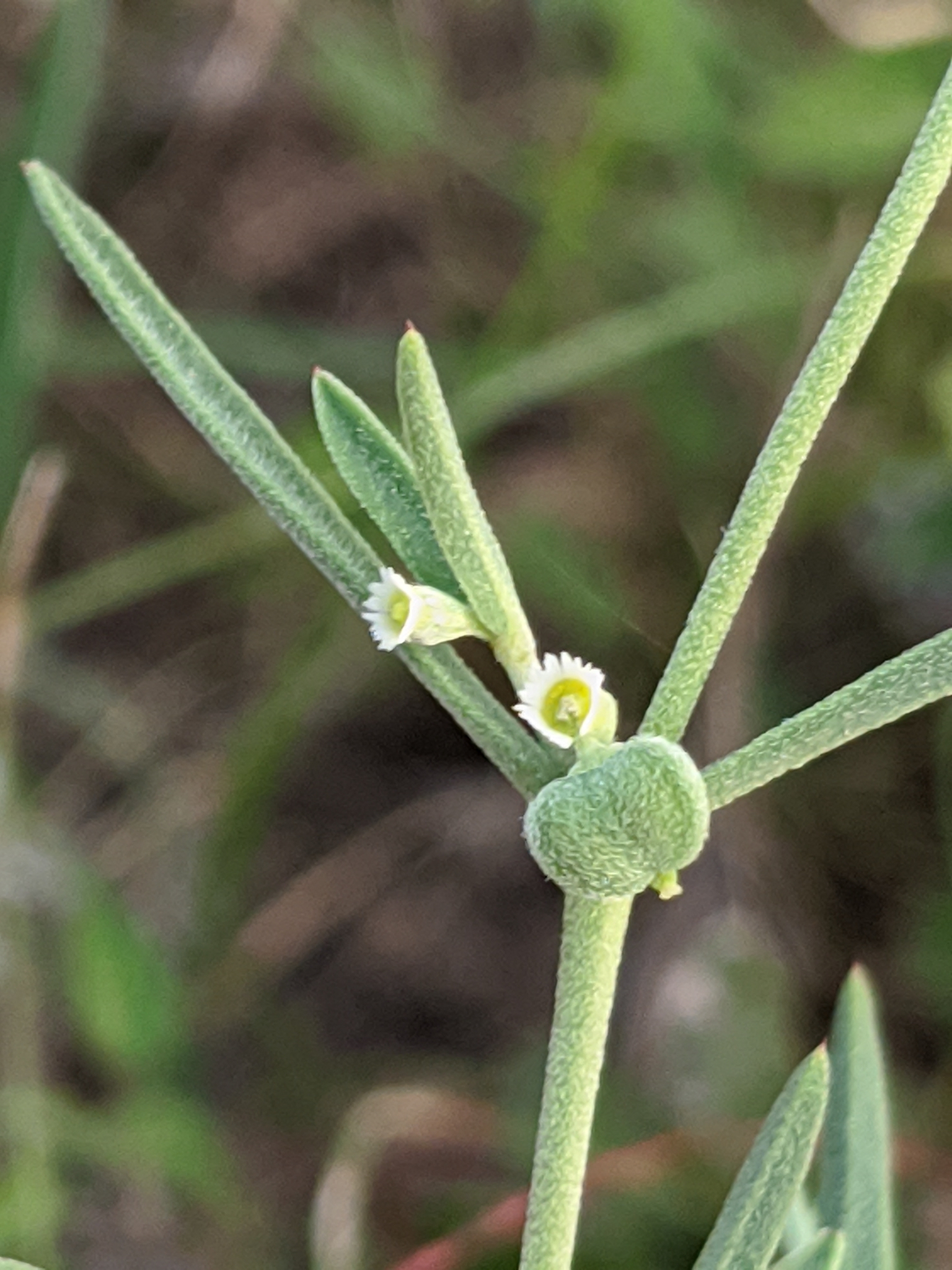 Euphorbia angusta