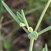 Euphorbia angusta - Photo (c) Alison Northup,  זכויות יוצרים חלקיות (CC BY), הועלה על ידי Alison Northup