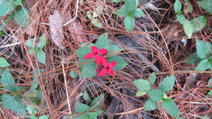 Crusea coccinea
