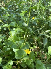 Erythranthe michiganensis