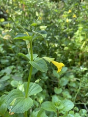 Erythranthe michiganensis