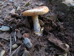 Amanita xanthocephala