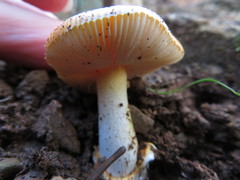 Amanita xanthocephala