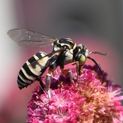 Triepeolus subnitens