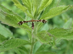 Dejongia lobidactylus