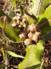 Asclepias jaliscana