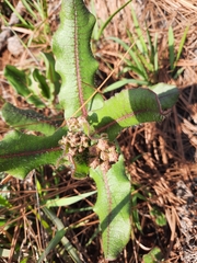 Asclepias jaliscana