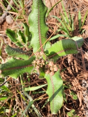 Asclepias jaliscana