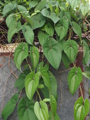 Dioscorea alata