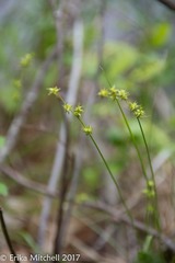 Stellulatae