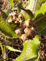 Asclepias jaliscana
