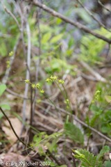 Stellulatae