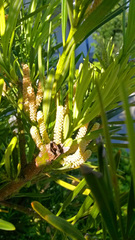 Afrocarpus gracilior