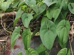 Dioscorea alata