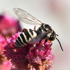 Triepeolus subnitens