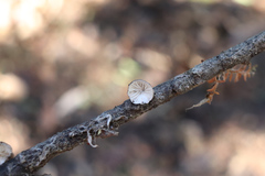 Hohenbuehelia cyphelliformis