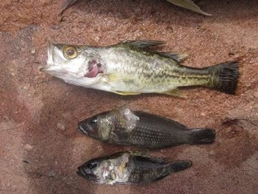 Bigeye lates (Lates mariae) — Latidae — 3