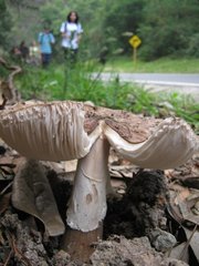 Amanita brunneolocularis