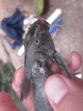 Poll's squeaker (Synodontis polli) — Mochokidae — 3