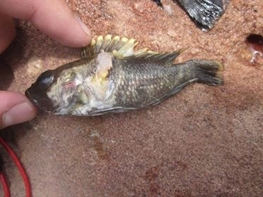Lamprologus lemairii