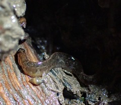Pholis ornata