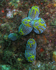 Botrylloides magnicoecus