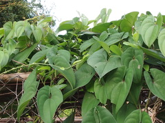 Dioscorea alata