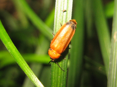 Curtos costipennis