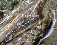 Pholis ornata
