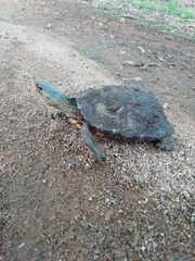 Rhinoclemmys pulcherrima pulcherrima