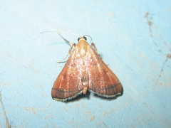 Endotricha theonalis