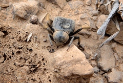 Entomochilus wilsoni