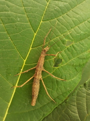 Pygirhynchus toledopizai