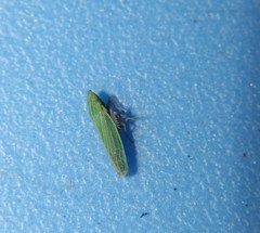 Draeculacephala mollipes