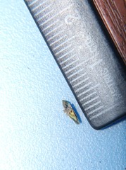 Draeculacephala mollipes