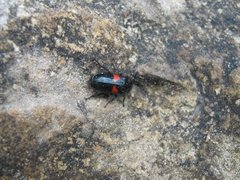 Astylus aulicus