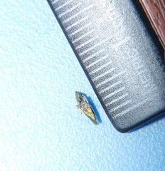 Draeculacephala mollipes