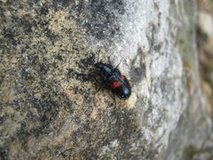 Astylus aulicus