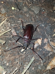 Mallodonopsis mexicanus