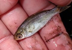 Cymatogaster aggregata