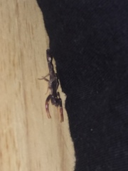 Centruroides gracilis